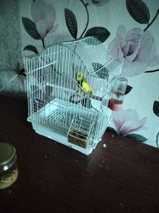 Попугай  с клеткой