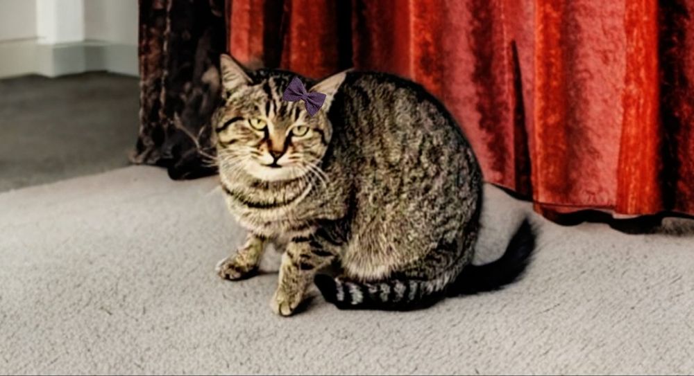 Кошечка в добрые руки