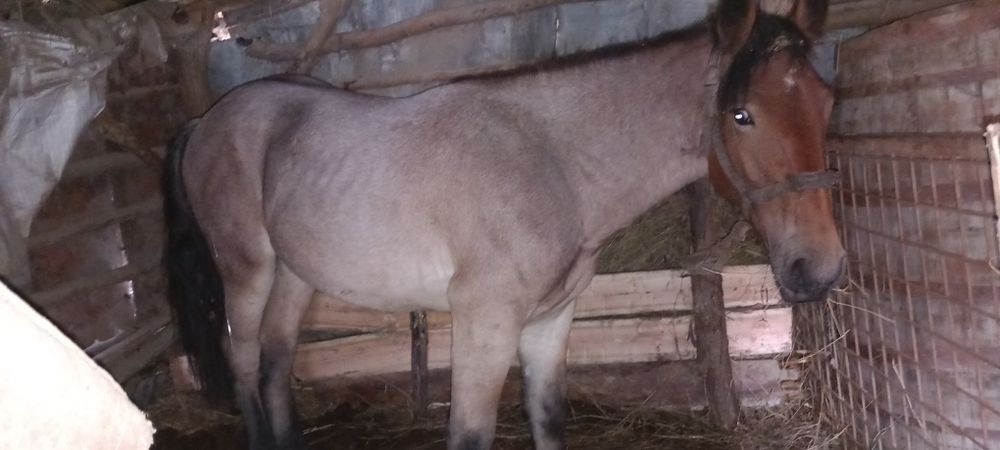 Cai de vânzare varsta de 6 ani