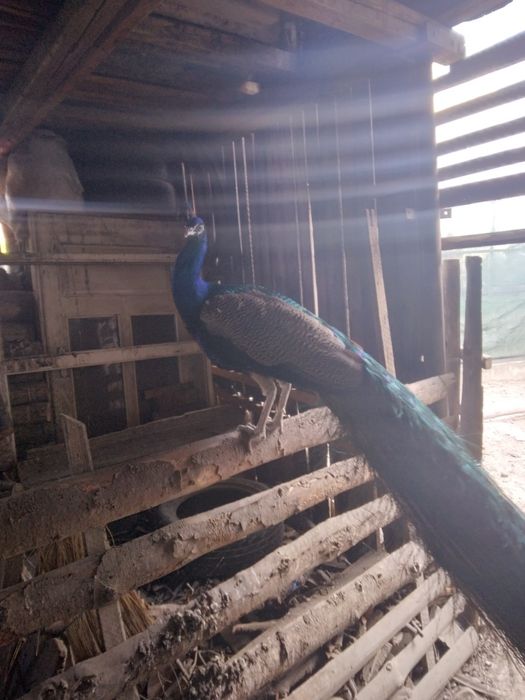 Pauni comuni și cu umăr negru maturi