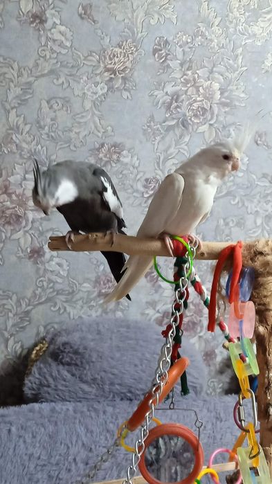 Продам рабочую пару карел