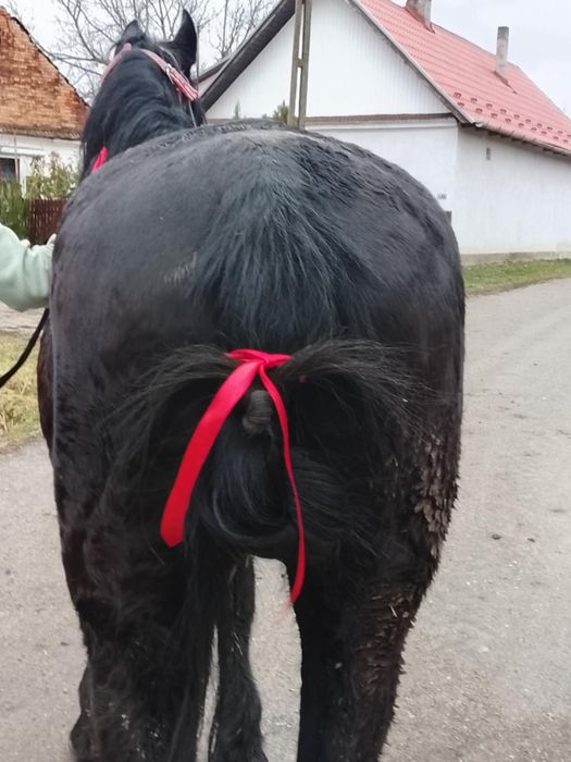 Vând iapă foarte bună