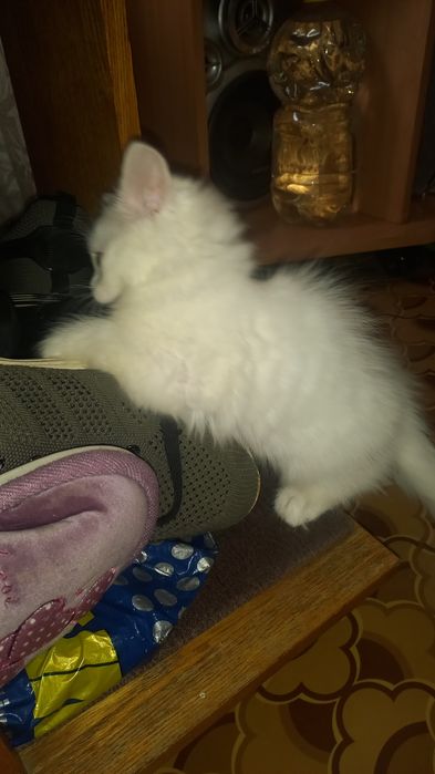 Котики отдам даром