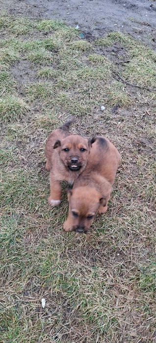 Donez cățeluși talie mica