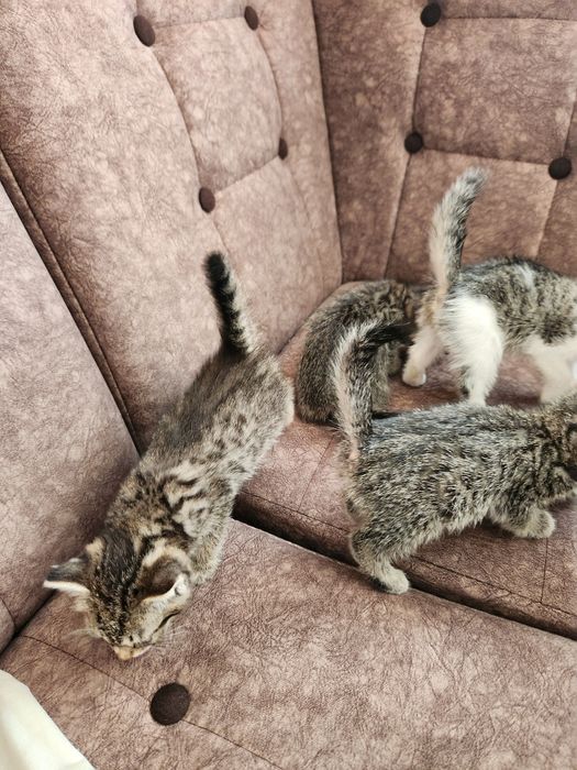 Отдам котят в добрые руки