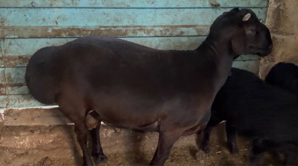 Qora qo’chqor to’la vazni 88kg, uzimiz boqqanmiz