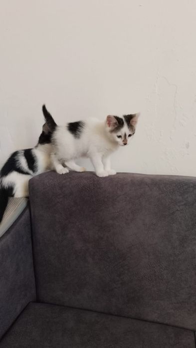 Животное, котята