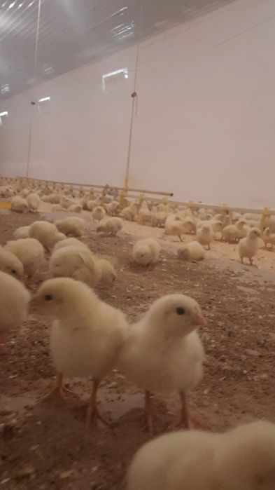 Бройлеры  Росс308