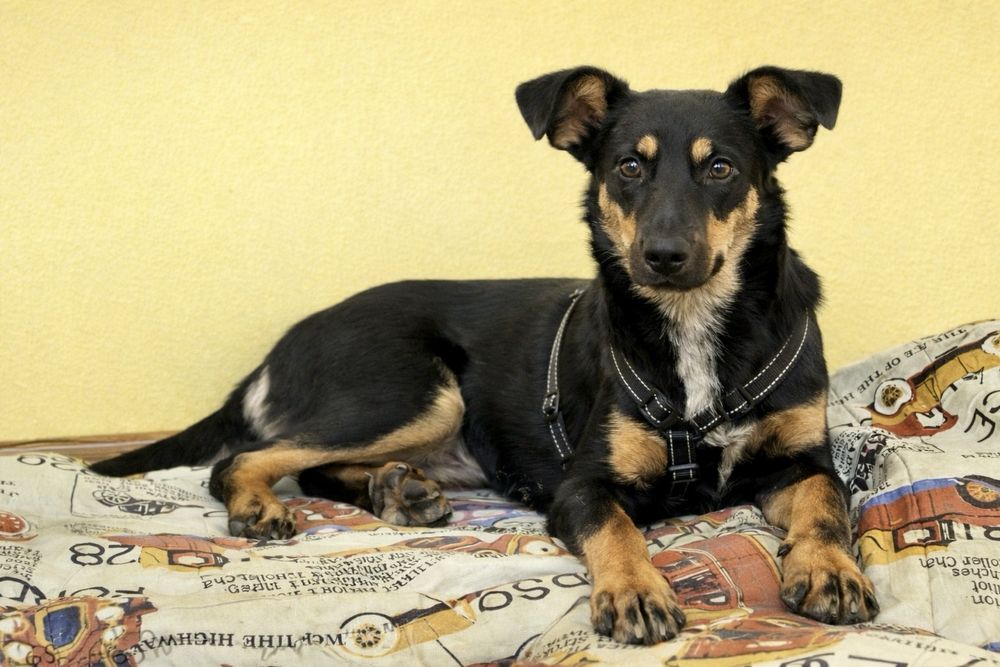 Собака Найла — готова стать частью вашей семьи