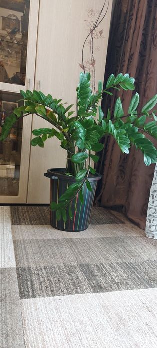 Замиокулькас. Комнатный цветок.