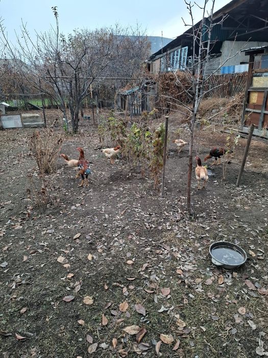 Куры породы Дакан