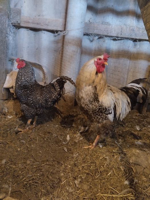 Цыплята домашние недельные