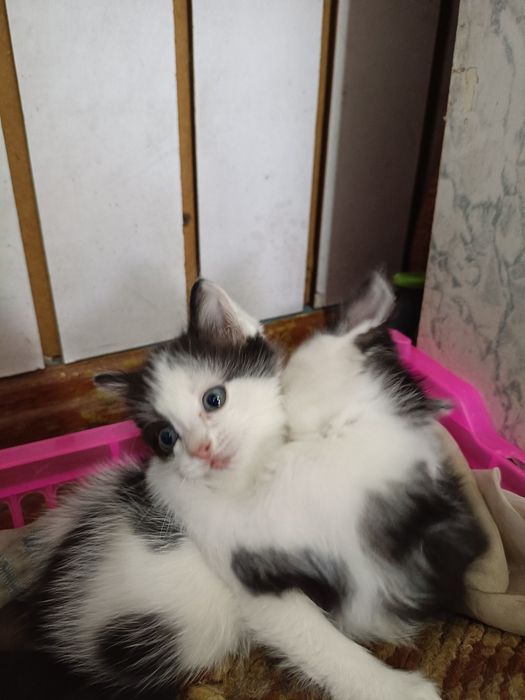 Отдам двух котят