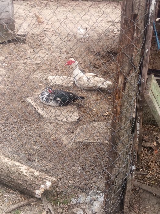 Vând rate leșești sau schimb cu găini