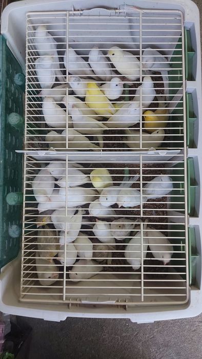 Канарчета,цветни и глостери