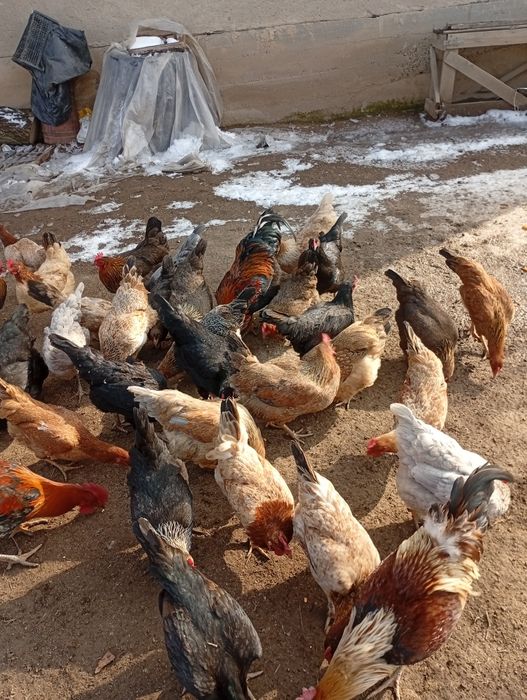 Домашний тауық сатылады