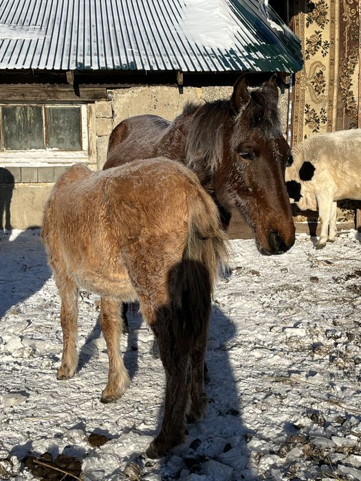 Жылқы сатамын срочно