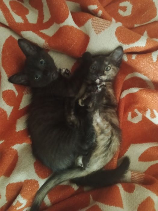 Отдам котят в добрые руки