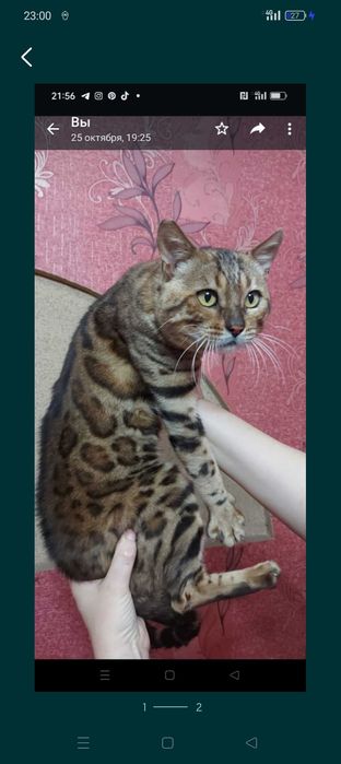 Бенгальские котята.