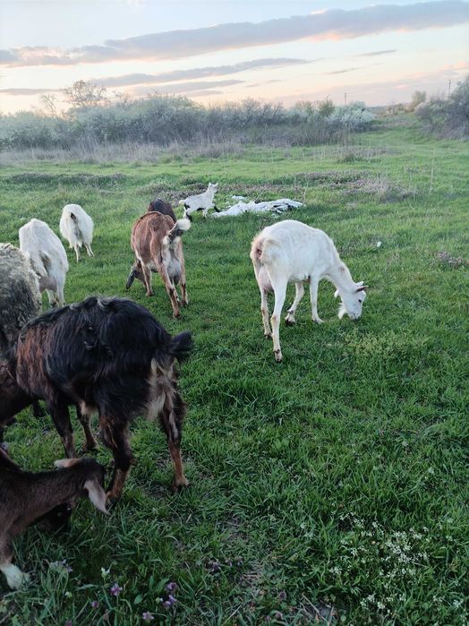 Vând capre bune de lapte