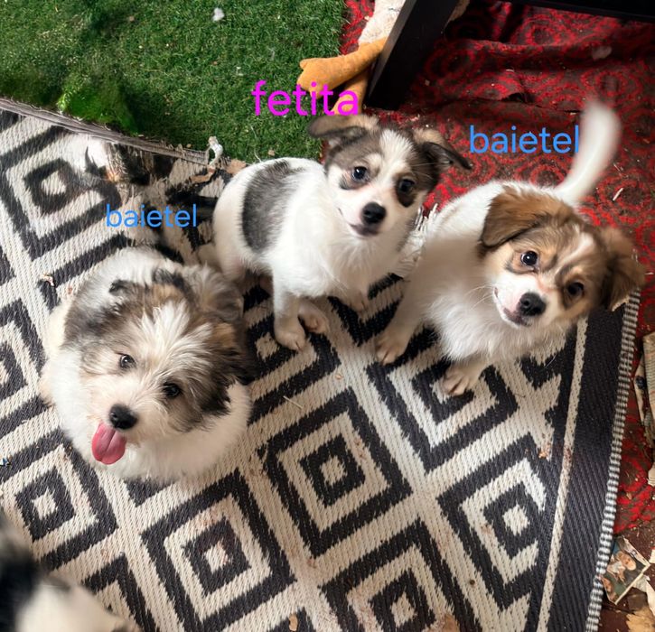 Adoptie - pui de catel , talie mica