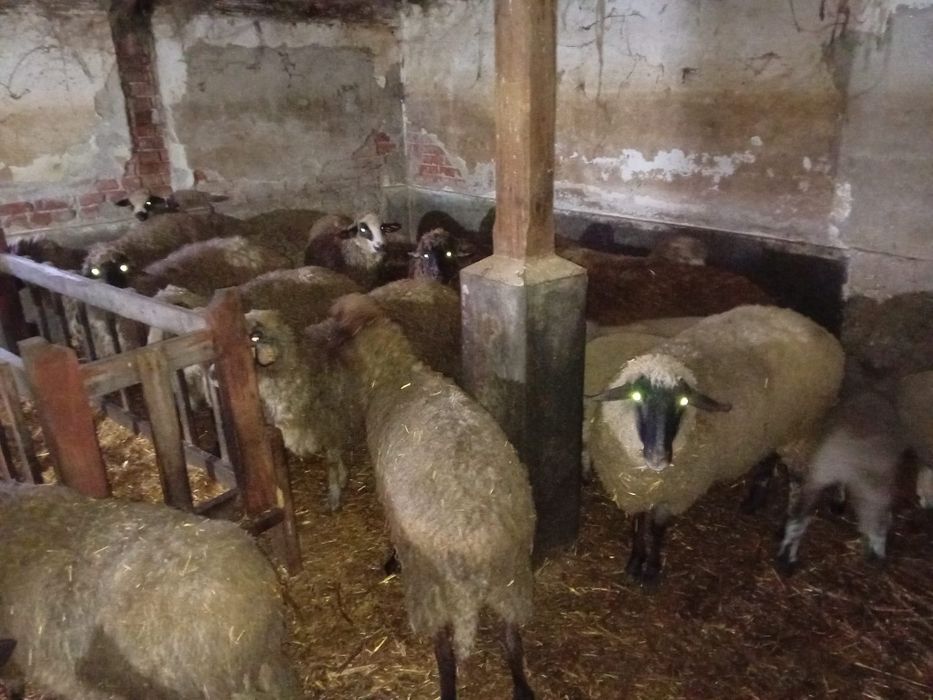 Oi cu miei de vânzare – 10 oi, 10 miei + 2 berbeci