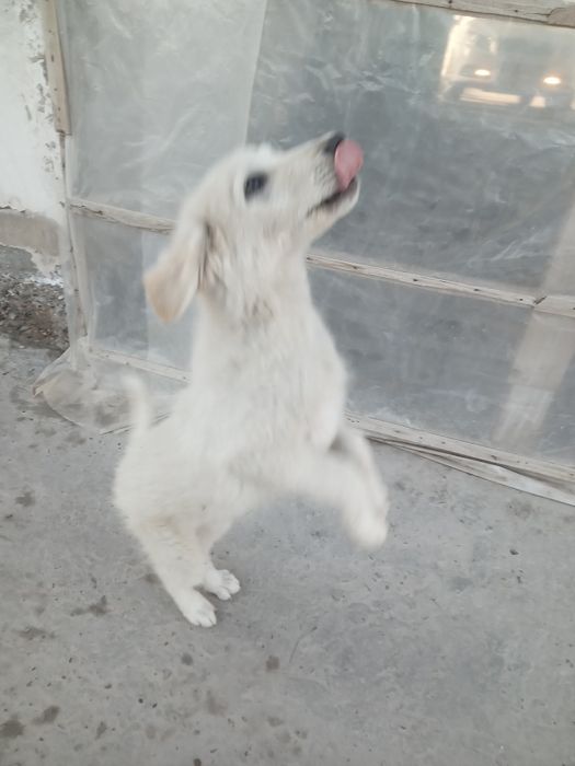 It bolasi hadyaga beriladi