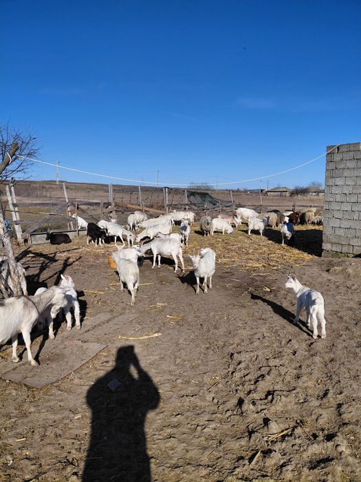 Capre de vânzare  sannen