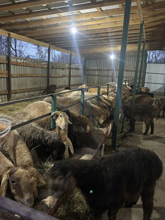 Кой саулык тусак козлы кой