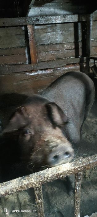 Кабан производитель Дюрок  год и7 месяцев