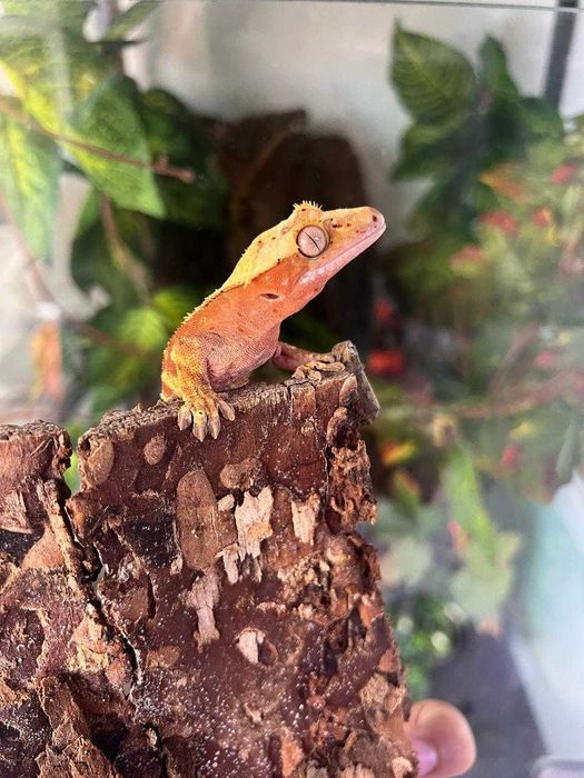 Бананоед реснитчатый