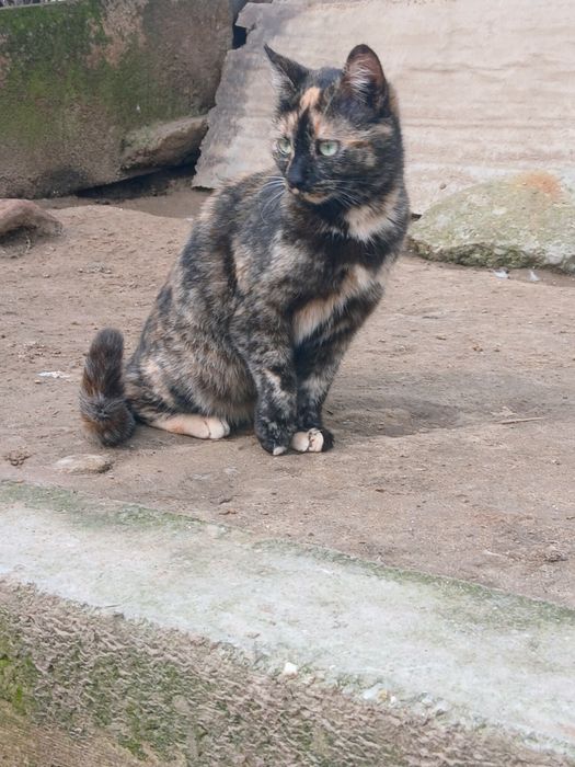 Pisicuta pentru adopție