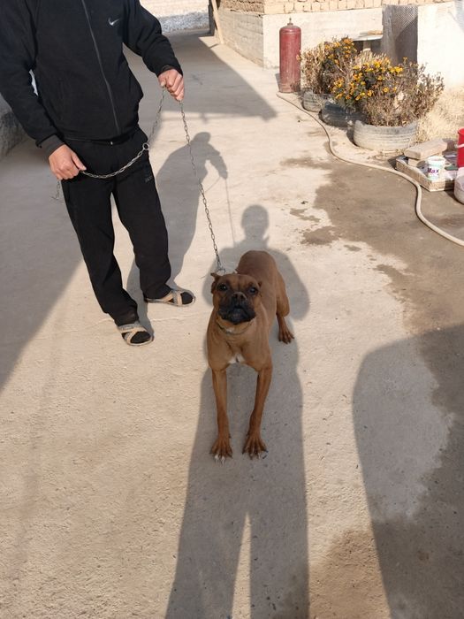 Продам Немецкий боксёр