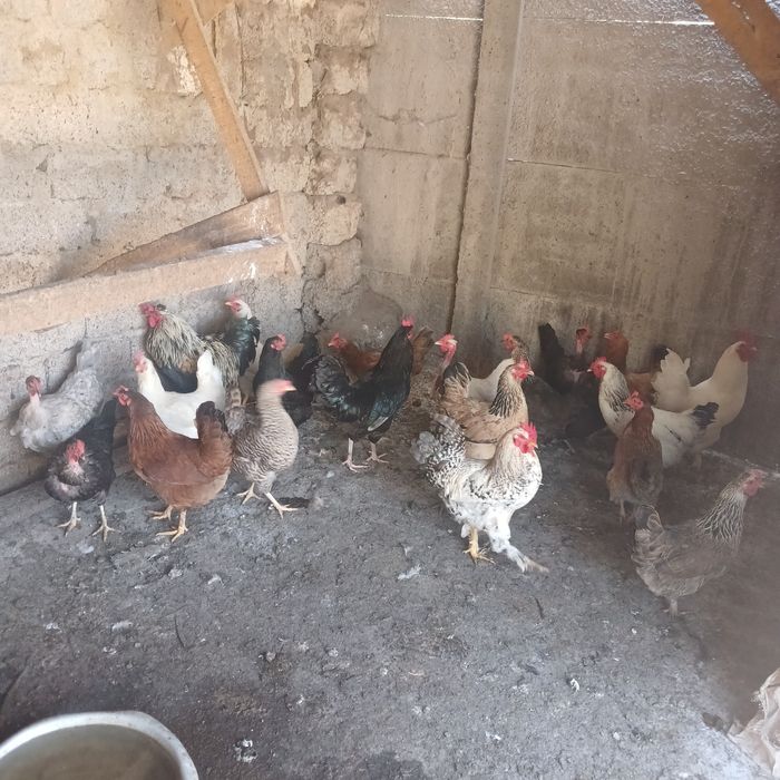 Tovuq xo'roz sotiladi
