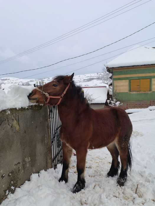 Disponibilila mânza.