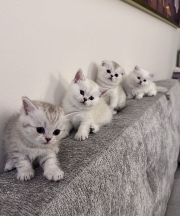 Кот для вязки. Скоттиш фолд.