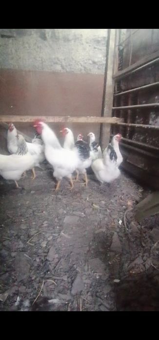 Продам Инкубационный яйцо Адлеров