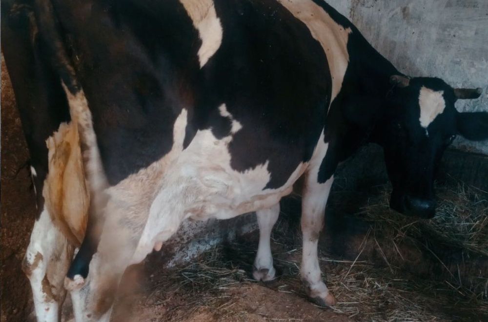 Продаю корову молочную