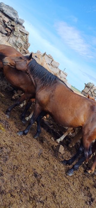 Упоровский ауданындағы секс