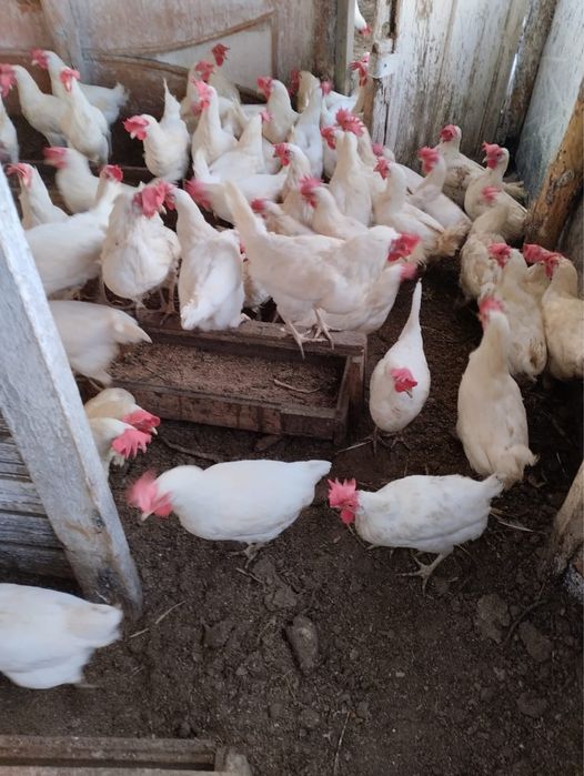 Продам кур несушек
