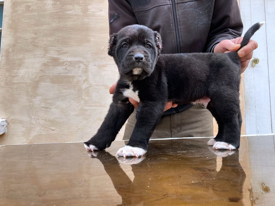 Щенок Алабая ( Туркменский ) чистокровный