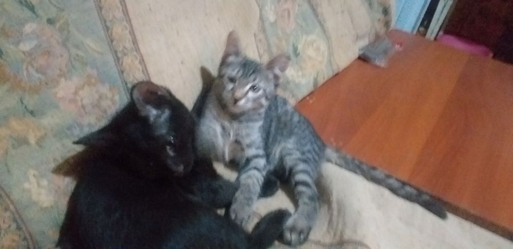 Котята в добрые руки