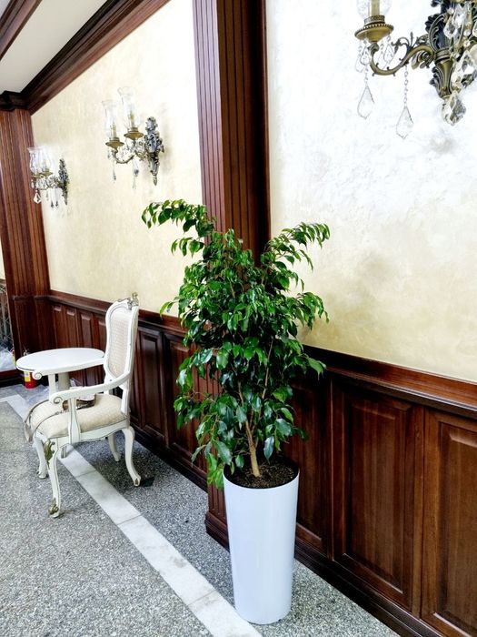 Офисные растения цветы