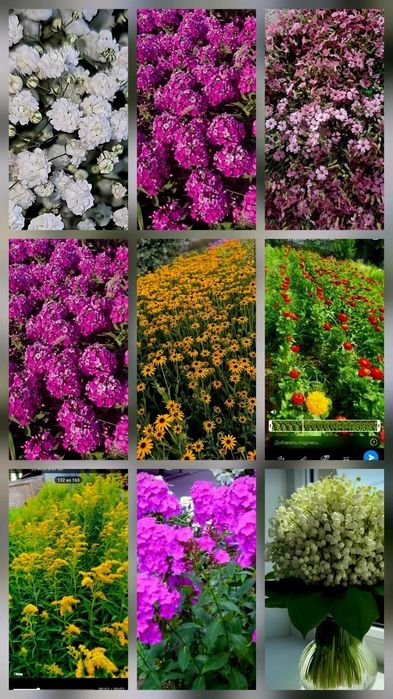 Энг чиройли ва сифатли гул кучат ва уруглар у