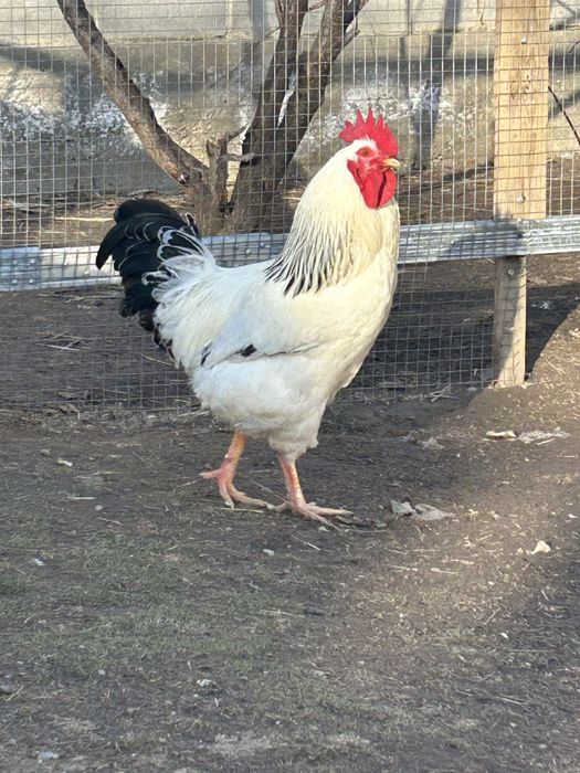 Петух Адлер Серебристый