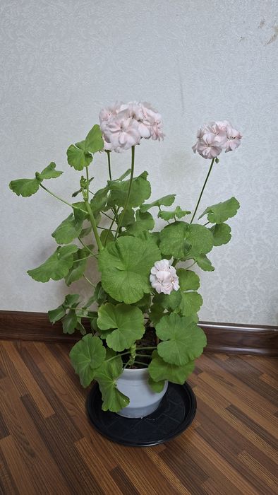 Комнатные  цветы