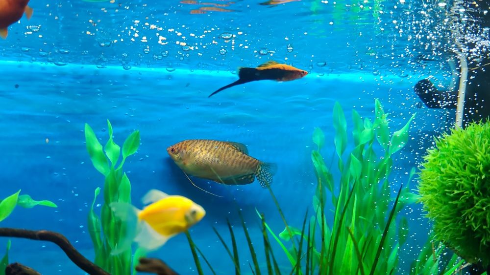 Pesti exotici de acvariu gurami/gourami si puntigrus tetrazona