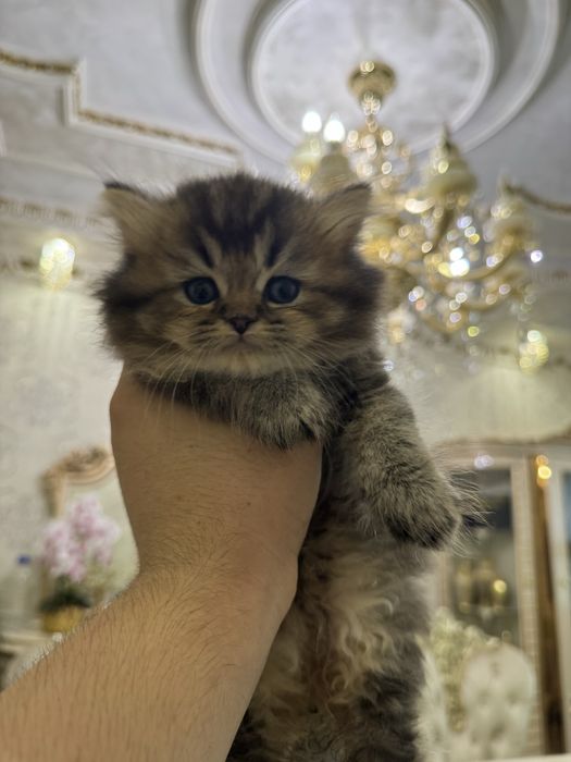 Продаются чисто кровный серебристий и залатистый шиншиллы котяти