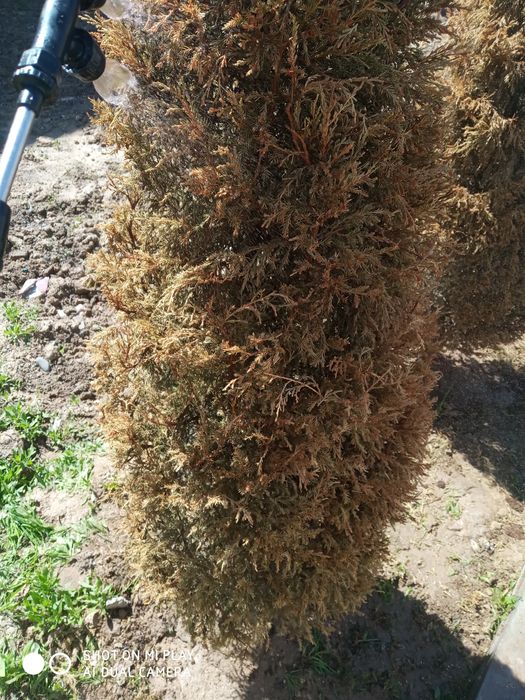 Archa kesish boshlandi