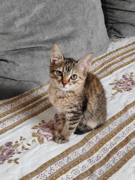 Отдам котят бауырластар 2